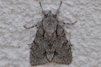 Acronicta