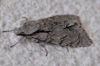Acronicta