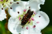 Pancalia leuwenhoekella