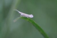Plutella xylostella