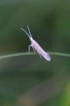 Plutella xylostella