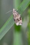 Celypha lacunana