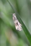 Celypha lacunana