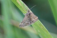 Pyrausta despicata