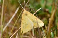 Aspitates ochrearia