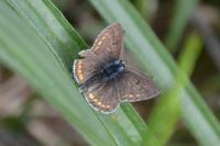 Aricia agestis