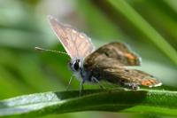 Aricia agestis