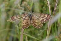 Ematurga atomaria