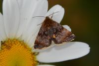Panemeria tenebrata