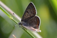 Lycaena tityrus