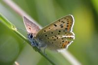 Lycaena tityrus