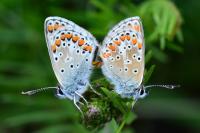 Lysandra bellargus