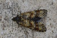 Aethes margarotana