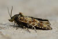 Aethes margarotana