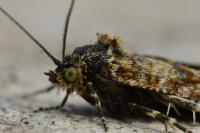 Aethes margarotana