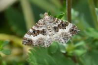 Epirrhoe alternata