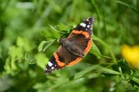 Vanessa atalanta