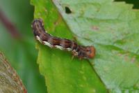 Erannis defoliaria