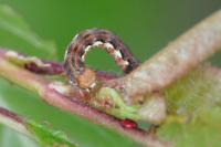 Erannis defoliaria