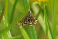 Pyrausta despicata