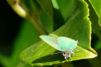 Callophrys rubi