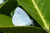 Celastrina argiolus