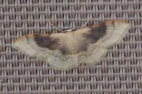 Idaea degeneraria