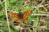 Boloria dia