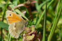 Coenonympha pamphilus