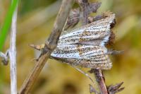 Thisanotia chrysonuchella