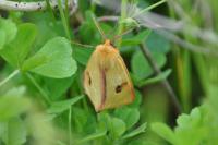 Diacrisia sannio