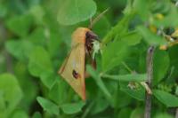 Diacrisia sannio