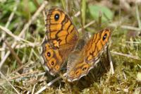 Lasiommata megera