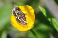 Pyrausta purpuralis
