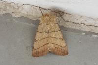 Charanyca trigrammica