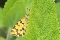 Pseudopanthera macularia