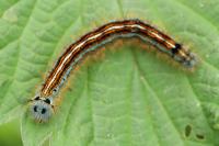 Malacosoma neustria