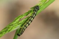 Agriopis leucophaearia