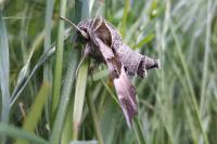 Proserpinus proserpina