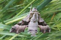 Proserpinus proserpina