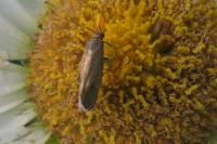 Glyphipterix fuscoviridella