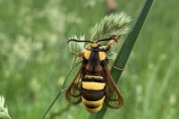 Sesia apiformis