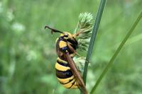 Sesia apiformis