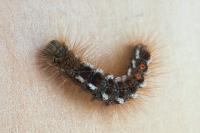 Euproctis chrysorrhoea