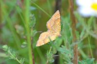 Camptogramma bilineata
