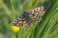 Ematurga atomaria