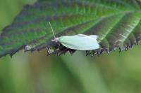 Tortrix viridana