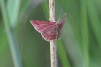 Scopula rubiginata