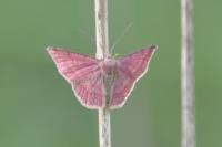 Scopula rubiginata