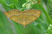 Camptogramma bilineata